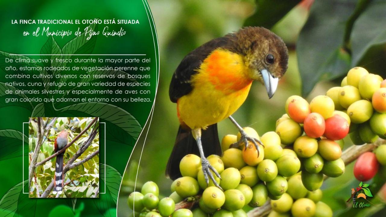 Finca Tradicional El Otono Pijao Ngoại thất bức ảnh