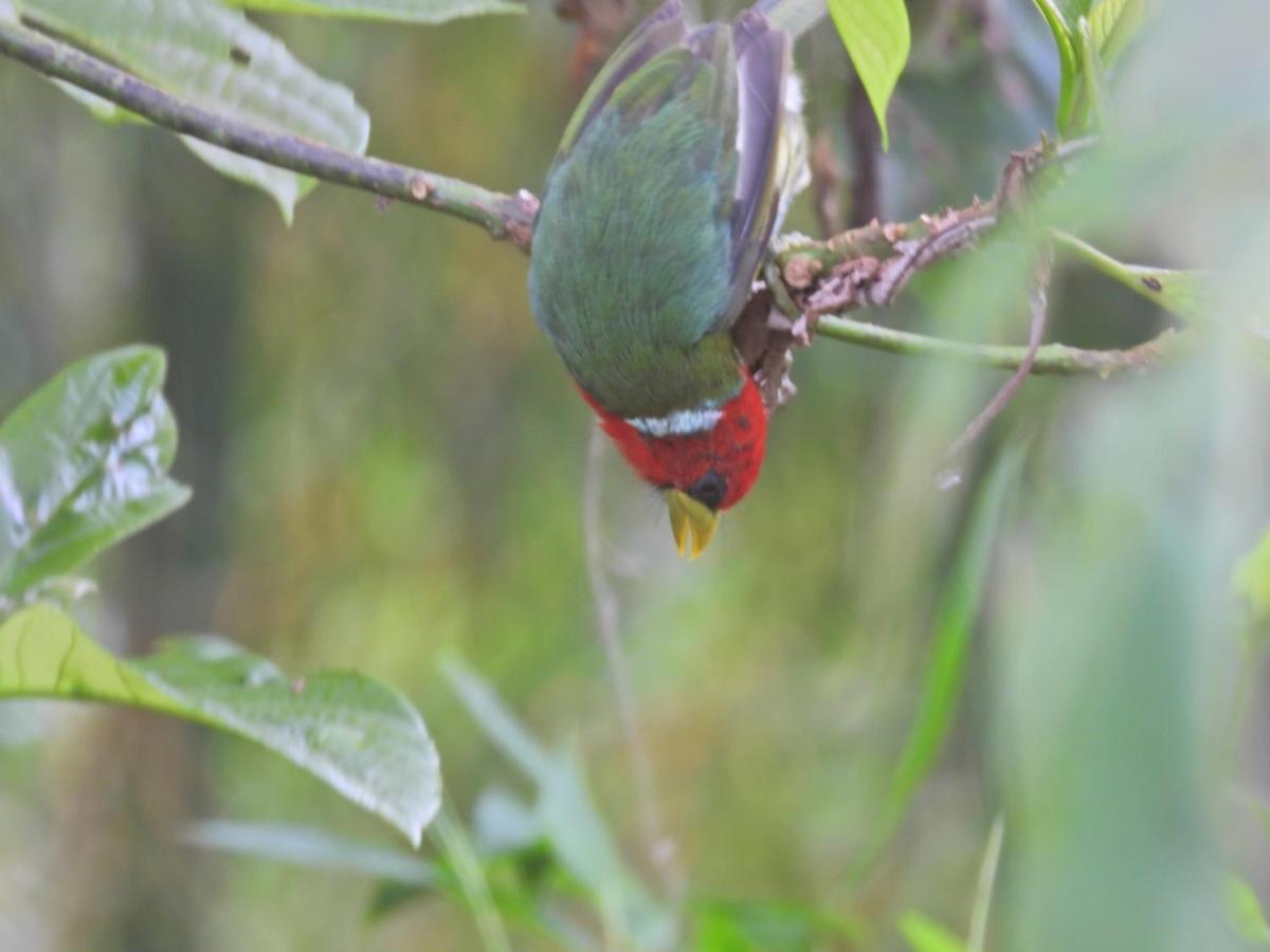 Finca Tradicional El Otono Pijao Ngoại thất bức ảnh
