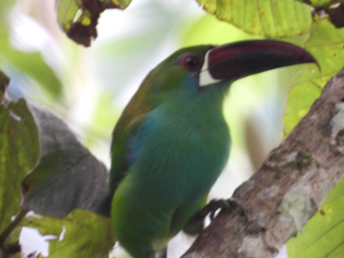 Finca Tradicional El Otono Pijao Ngoại thất bức ảnh