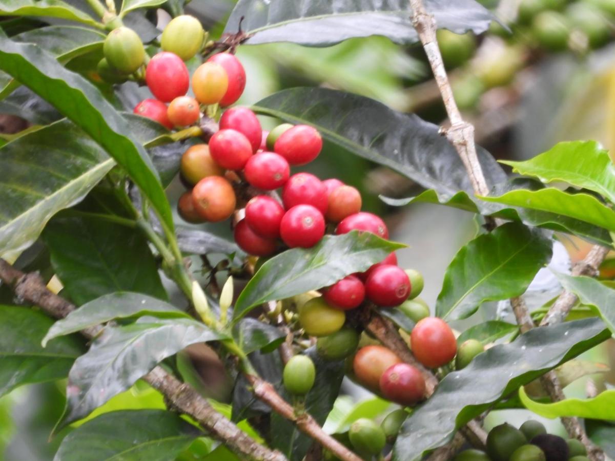 Finca Tradicional El Otono Pijao Ngoại thất bức ảnh