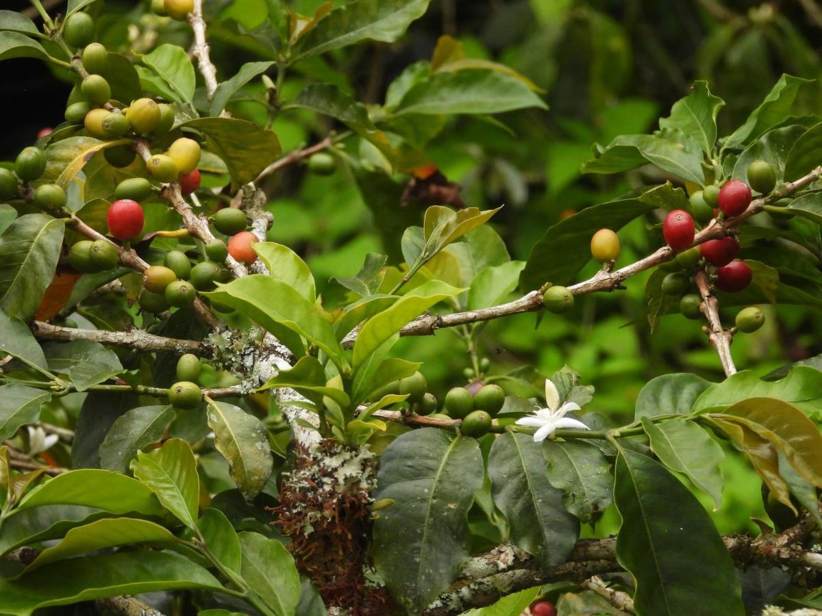 Finca Tradicional El Otono Pijao Ngoại thất bức ảnh