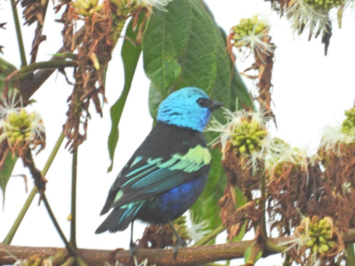 Finca Tradicional El Otono Pijao Ngoại thất bức ảnh